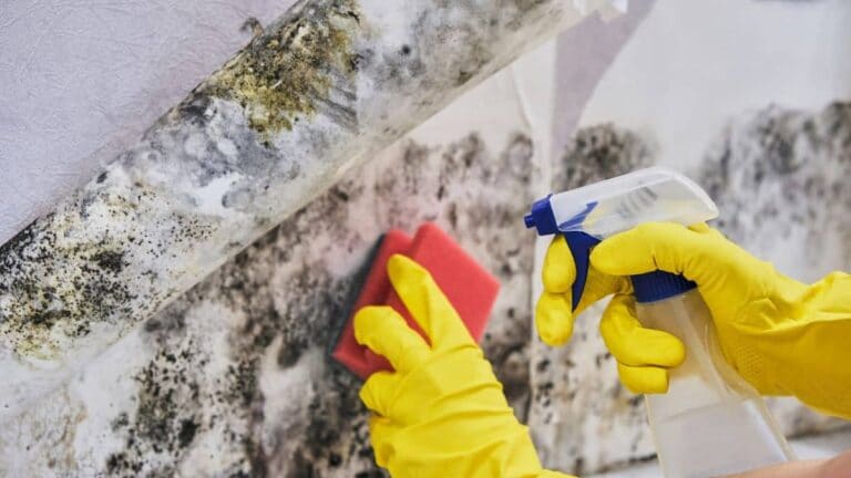 How to Remove mold from Wood & Walls