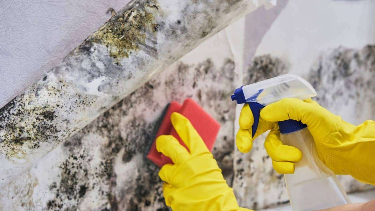 how to remove mold from wood & walls.jpg